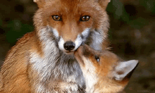 fox kiss foxes mother cub