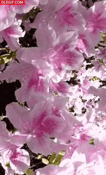 Flowers Spring GIF - Flowers Spring Pink GIFs