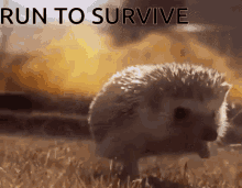 Run Away Run To Survive GIF - Run Away Run To Survive Hedgehog GIFs