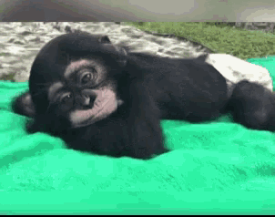 Baby Monkey Gif Baby Monkey Relax Discover Share Gifs
