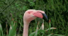 scary flamingo