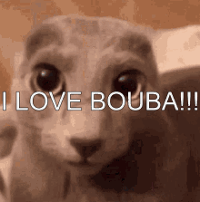Bouba Cat GIF - Bouba Cat I Love Bouba GIFs