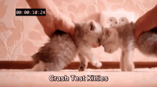 Safety Purr-st. GIF - Crashtestkitties Safetyfirst Cats GIFs