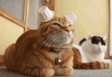 Creamer Cat Ears GIF - Creamer Cat Ears GIFs