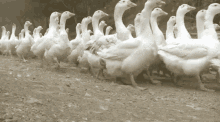 Duck Waddle GIF - Duck Waddle Army Of Ducks GIFs