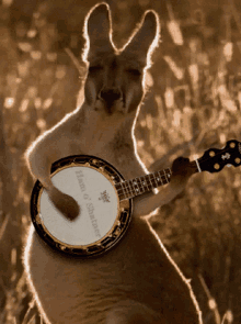 Kangaroo Banjo GIF - Kangaroo Banjo Playing Banjo GIFs