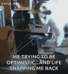 Cat Glass GIF - Cat Glass Knocking Over Glass GIFs