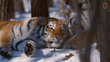 Sleeping Tiger Global Tiger Day See Why These Cats Earned Their Stripes GIF - Sleeping Tiger Global Tiger Day See Why These Cats Earned Their Stripes Nat Geo Wild GIFs
