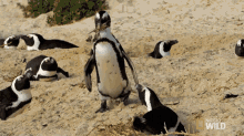 Pecking World Penguin Day GIF - Pecking World Penguin Day South Africa GIFs
