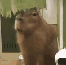 Farthyun Capybara GIF - Farthyun Capybara GIFs