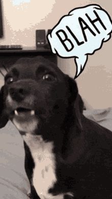 blah dog so cute barking blah dog so cute barking