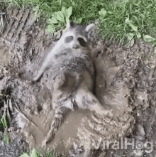 Bathing On Mud Viralhog GIF - Bathing On Mud Viralhog Racoon Playing On Mud GIFs