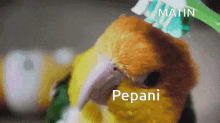 Brush Pepani Cute GIF - Brush Pepani Cute Bird GIFs