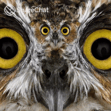 Owl Eyes GIF - Owl Eyes उल्लू GIFs