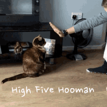 Cat Highfive GIF - Cat Highfive High GIFs
