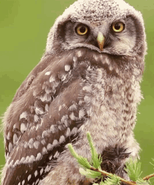 Chouette Salut GIF - Chouette Salut Owl GIFs