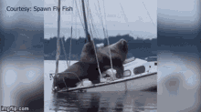 Boat Walrus GIF - Boat Walrus Walrus On A Boat GIFs