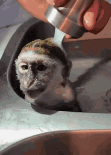 Macaco Banho GIF - Macaco Banho GIFs