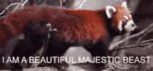 Red Panda Beautiful GIF - Red Panda Beautiful Animal GIFs
