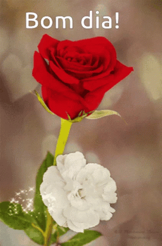 By Edna Stochi Erss GIF - By Edna Stochi Erss Flowers GIFs