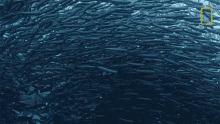 Swarm Of Sardines 50shades Of Shark GIF - Swarm Of Sardines 50shades Of Shark Sardine Infested Waters GIFs