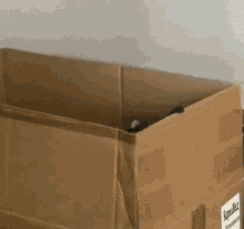 llhlg raccoon box hide discover llhlg raccoon box hide discover