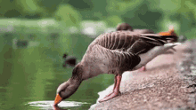 Bird Animal GIF - Bird Animal Water GIFs