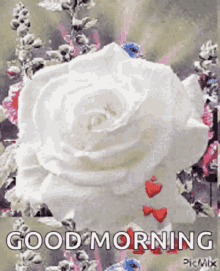 rose white rose white