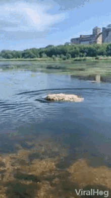 dog swimming dog by the lake pet viral hog
