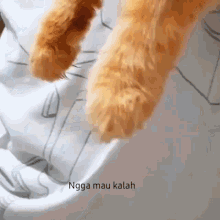 Cat Cat Paw GIF - Cat Cat Paw Cat Owner GIFs