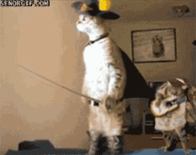 Cats Puss In Boots GIF - Cats Puss In Boots Costume GIFs