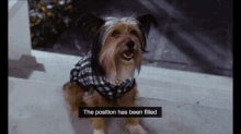 Dog Position Has Been Filled GIF - Dog Position Has Been Filled Mary Poppins GIFs