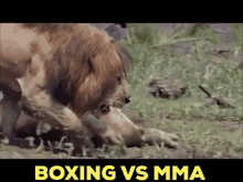 Boxing Vs Mma Jake Paul GIF - Boxing Vs Mma Jake Paul Youtube Fighters GIFs
