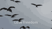 Love Freedom GIF - Love Freedom Freedom GIFs