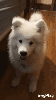 Samoyed Doge GIF - Samoyed Doge Shoobie GIFs