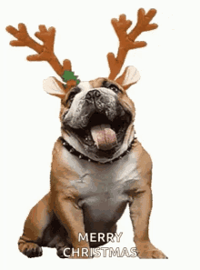 Merry Christmas Antlers GIF - Merry Christmas Antlers Dog GIFs
