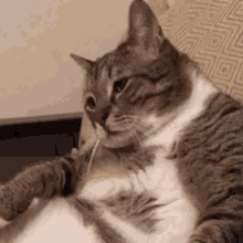 Cat What GIF - Cat What GIFs