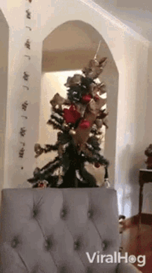 cat viralhog hanging fall christmas tree