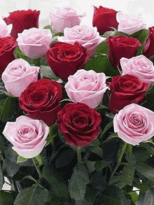 Roses Flowers GIF - Roses Flowers Plant GIFs