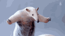 kintisheff-white-anteater.gif