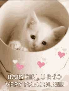 Precious Kitty GIF - Precious Kitty Cute GIFs