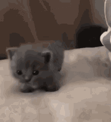 cats cat