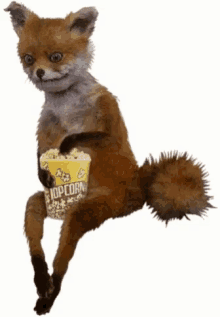 eating popcorn fox eating popcorn fox