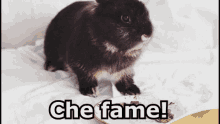 Fame Ho Fame Mangiare Coniglietto Masticare GIF - Hungry Im Hungry Little Rabbit GIFs