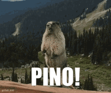 Pino Marmot GIF - Pino Marmot Calling Out GIFs