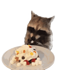 eat the pet collective raccoon sweets dessert eat the pet collective raccoon sweets dessert