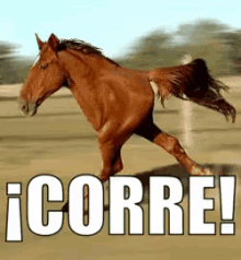velocidad vamonos