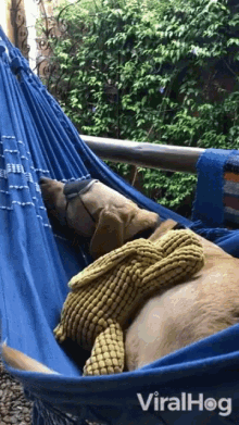Sleeping Dog Chill And Sleep GIF - Sleeping Dog Chill And Sleep Relaxing GIFs