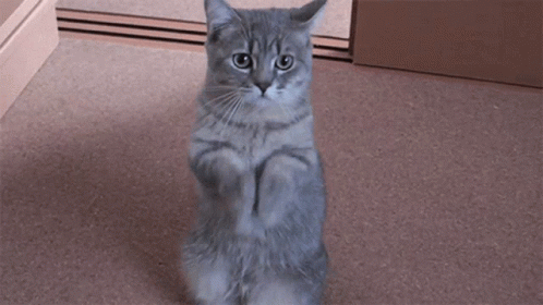 pinger-cat.gif