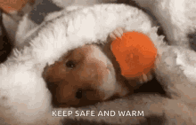 Hamster Eating GIF - Hamster Eating Keep Safe And Warm GIFs